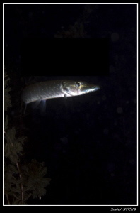 A young pike in a small pond :-D by Daniel Strub 